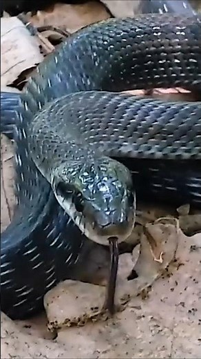 Snake Reproduction - Some Lay Eggs And Others Give Live Birth