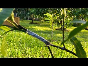 How to do an approach graft !!!