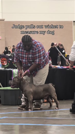 Breeding Healthy American Bullies: My Passion Project