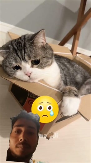 #facts #pets #cute #funny #animals #love #popular #viralvideos #trending #artvideo