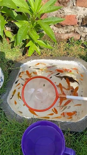 Scooping colorful fish, goldfish, comet fish, glowfish, and balloon fish