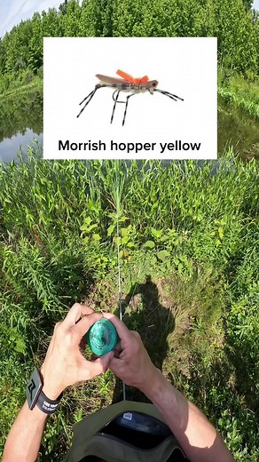 Morrish Hopper: The Ultimate Fly for Trout and Bass Fishing