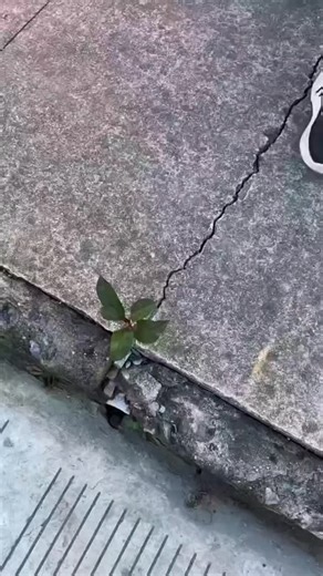 Material Build Safe on Instagram: "link in @materialbuildsafe Bio Stop the drip before it stops you. 🏠💧 ​Tired of placing buckets every time it rains? Our Butyl Tape provides an instant, airtight, and watertight seal that stops leaks in their tracks. Whether it’s a metal roof, an RV, or a leaky gutter, this tape is your first line of defense against water damage. #engineering #technology #engineer #construction #design architecture manufacturing science civilengineering"