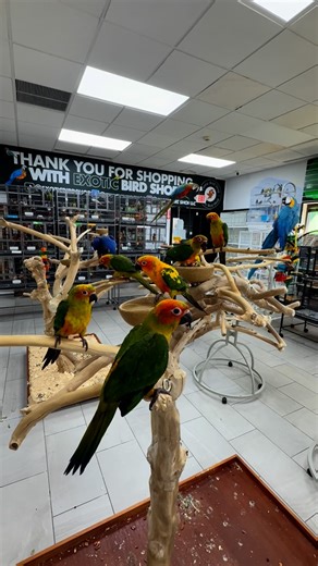 Exotic Bird Shop on Instagram: "Show me this video in store & I’ll give you $100 off one of these boogers. 2 ready to go home and 5 still feeding once a day."