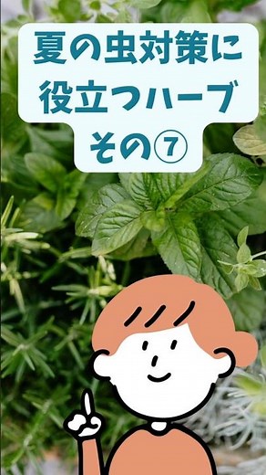 夏の虫対策に役立つハーブ⑦ #天然虫除け #夏の虫対策 #虫除けハーブ #蚊連草#ローズゼラニウム