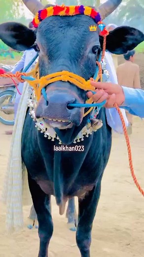 #ماشاالللہ#بیل#مشکی#ہیرا#for#you#video#viral#page#unfrezzmyaccount#fypシ゚#سنگت_ویڈیو_وائرل_کریسو_آپ_ہیں🥀🌼🙈✨🎇۔