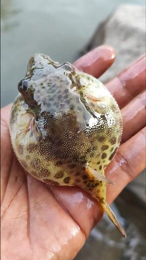 Look at this super unique animal after it enters the water #anyuniqueanimals #nature #fish #wildlife