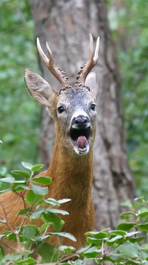 Nature Is Metal on Instagram: "Roe deer are known for their distinctive barking sound, which is a vocalization they make as a form of communication. The bark of a roe deer is a short, high-pitched, and repetitive sound that they often produce when alarmed or to maintain contact with other deer. These small to medium-sized deer are native to Europe and can be found in various habitats. For the people who need to see the name they know in the caption, here you go: Chevreuil: This is the French nam