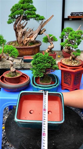 2 Rectangular Bonsai Pots at a Good Price