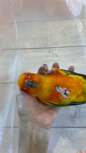 Mifumi Taneda on Instagram: "@koganeami ⬅️ Please be healed by the past posts. 過去のポストでも癒されてください🌷 It's August now.🏝️It's hot, but please cover yourself with a blanket when you sleep so you don't get cold. Mommy often kicks the blanket and gets cramps in her legs.🤭Sweet dreams⭐️ 今日から8月ですね🍉 暑いですが寝るときは体を冷やさないよう みんなもちゃんとお布団かけてね。 ママはよく布団を蹴って足が攣ってるよ🤭 いい夢みてね⭐️ @koganeami ・ ・ ・ #sunconure #conure #floof #instapet #bird #sunconurelove #aratinga #cute #sunconuresofinstagram #parakeet #birdsofinstagram