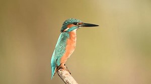 Fotografie und Videoaufnahmen von der Vogeljagd: Stockvideos & Filmmaterial (100 % lizenzfrei) 1103635307 | Shutterstock