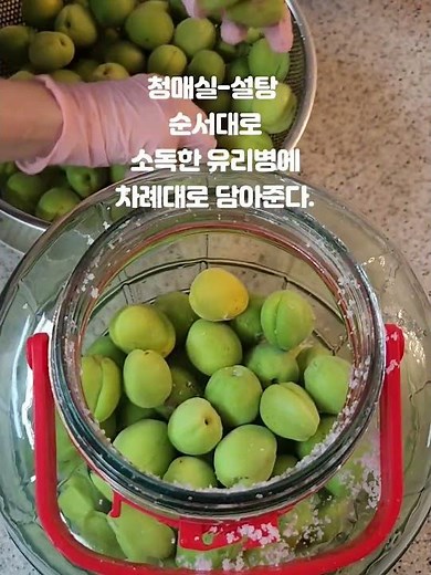 초간단 실패없는 매실청 담그는 법 황금레시피 #매실청 #매실 #수제청 #매실청레시피 #매실효소 #청매실 #매실요리 #제철음식 #푸드 #수제청만들기 #쇼츠 #쇼츠영상 #추천