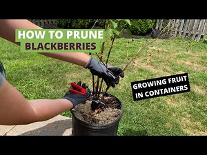 How to Prune Blackberries, growing blackberries in containers