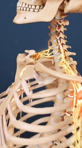 Learn about the all symptoms that can occur from whiplash | Spine-health