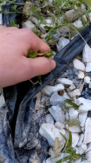 This is SO satisfying 🤩 #nature #garden #weeding #satisfying #gardening
