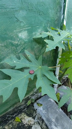 🔥 How a Lighter Can Make a Centipede Run Away Fast! #Shorts #Clickbait #Centipede #Bug #Insect #Fire #Lighter #Scary #ViralShorts #OddlySatisfying #Experiment #ASMR | Theogcfu Reels