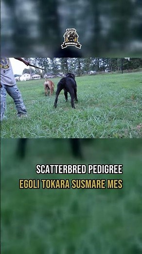 Line Breeding vs Scatterbred Boerboels: One Gives Type, One Gives Variety