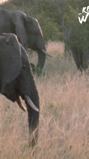 Discover the amazing adaptations of elephants, from their incredible size and powerful trunks to their intelligence, memory, and intricate social connections. A fascinating look at nature's giants. #ElephantAdaptations #Wildlife #AnimalIntelligence #NatureFacts #AmazingAnimals From: Wild Ones 3 S1 Ep2 | Real Wild