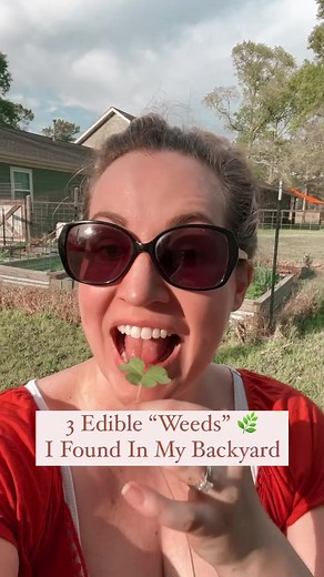 11K views · 94 reactions | 3 Edible Weeds I Found in my Backyard ...