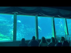 Weeki Wachee Mermaid Show