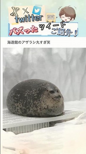 [Wait, a seal?] Hilarious Viral Tweets That Will Make You Laugh! Part 51