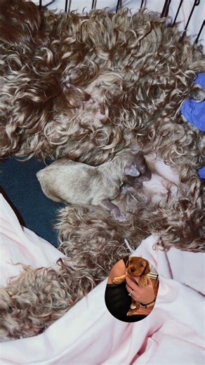 4 weeks ago our mini golden doodle Minnie decided to surprise us with her puppy 🐶 🐾