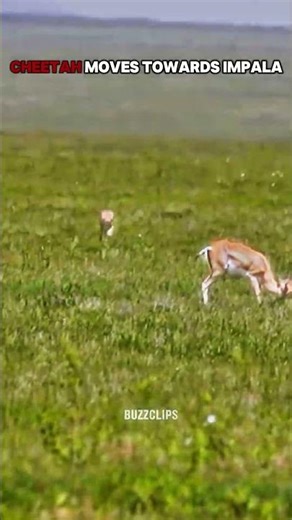 Swift Escape from the Cheetah Attack #shorts #Wild #lion