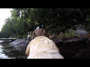 GoPro Fetch Swimming Dog Demo