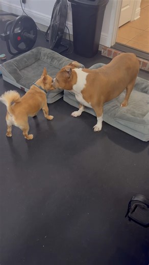 Evolution of Maximus the Mighty Chiweenie Pt.211