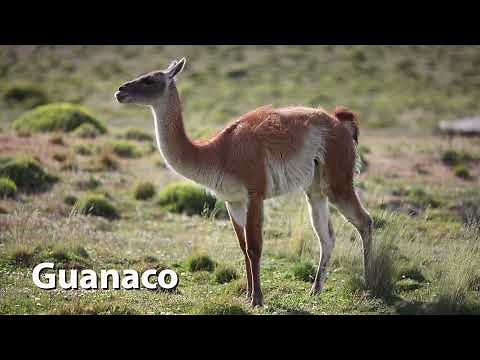 Guanaco Sounds