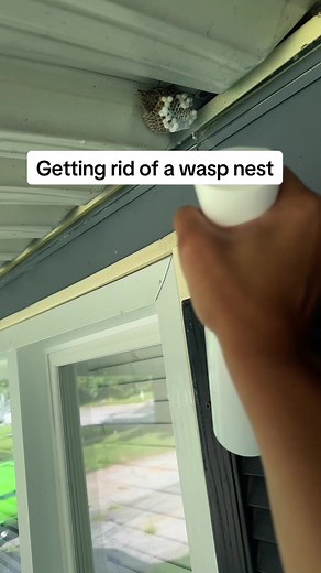 Effective Wasp Nest Removal with Dawn and Water