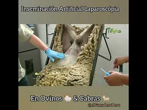 Laparoscopic Intrauterine Insemination in Sheep and Goats.