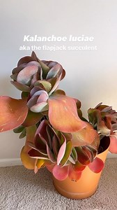 Me for scale at the end 🙃 This is my largest succulent. I bought it as a little thing in a 4” pot about 5 years ago. It spends summers outside in full sun, and winters inside in a south window. I water it almost every other day in the heat of the summer, and every other month during the winter indoors. I use foliage pro fertilizer (comment ‘fertilizer’ for the link) every time I water. The leaves turn bright red/pink/orange in the sun, and fade back to green inside over the winter. It in a cact