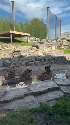 Our five Malayan tiger cubs keeping cool in their "kitty" pool! Mom, Ava, is in the back keeping a watchful eye. 🐯 📹: Keeper Paityn | Tulsa Zoo