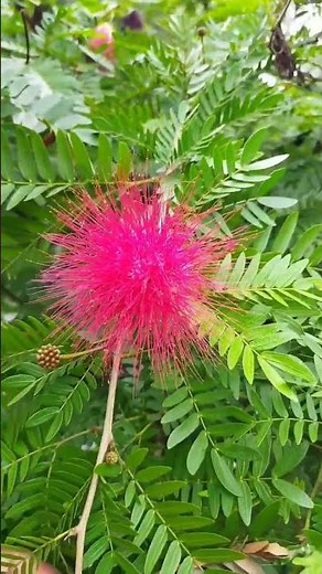 Beautiful Calliandra Red Flower On Its Full Bloom | Kanta Biotech | #youtubeshorts | #shorts