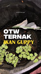 Pelihara Ikan Hias Sejuta Umat: Panduan dan Tips