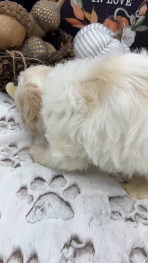 This cute little fellow is Rueben, a caramel parti, mini Australian Labradoodle. This little man will grow up to be around 18 to 22 pounds, just a little guy. Rueben has mastered the art of using the doggy door to do his “business.” His new family does not necessarily need a doggy door, but this “skill” has taught him that he wants to go outside! House training will go so much faster. He sleeps through the night in a crate. He has the cutest little puppy trot! He is friendly and always happy! Le