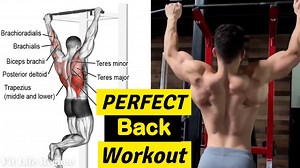 How to Grow a wider back fast.