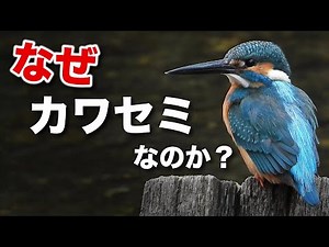 An easy-to-understand explanation of the origins of five types of bird names!