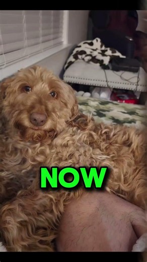 Creepy SKINWALKER Dogs Then and Now.. 😱 #shorts