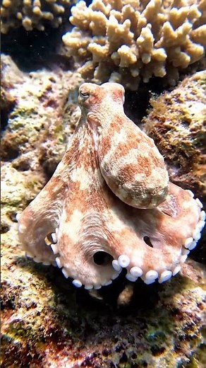 Silent Observation of a Common Octopus in Its Natural Habitat