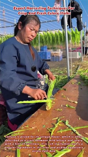 Expert Harvesting Techniques For Crisp And Fresh Celery Stalks
