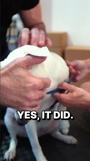 Dr Doug the Animal Chiropractor helps Dog with Disc & Shoulder PAIN!