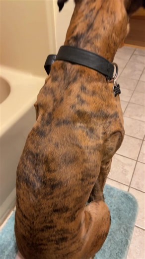 Always Protecting: The Brindle Boxer Experience