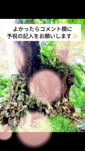 願いが叶うパワースポット✨静岡県熱海市の来宮神社さんの御神木です✨ #spiritualjapan #powerspot
