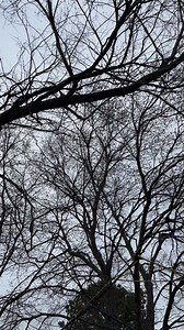 43K views · 2.1K reactions | My little skydiver Lucy #monkey #skydiver #jump #freedom #nature #outside #beautiful | Our Life Adventures | Facebook