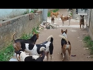 Street Dog Showdown: Territorial Clash