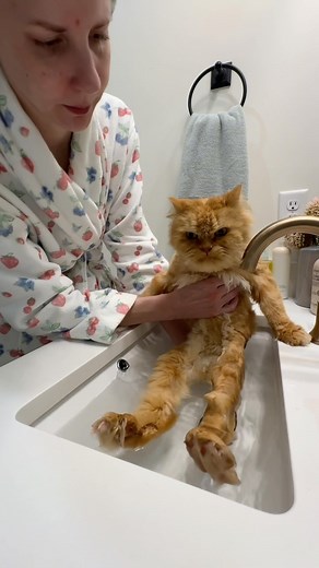 162K views · 43K reactions | Self care with my soul cat. Oh my heart can't handle it at times, but I wouldn't want it any other way 冀 Cappy's self care lineup: *quick water rinse, luke warm *purrito wrap *water wipes around kitten face *hydracare to lock in hydration my self care lineup: *milk drop ceramide serum *bloom cream to sooth, hydrate, and nourish *cappy kissies, always | Katie Beth Miedaner | Facebook