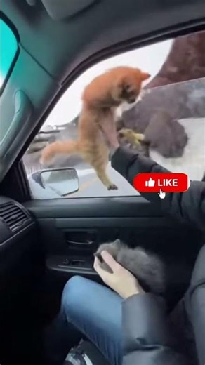 Giant Eagle Attacks Cat on Moving Car Windshield