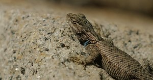 Why these lizards have virtually disappeared